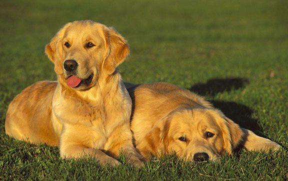 金毛吃得多但不胖怎么办,金毛吃得少怎么办