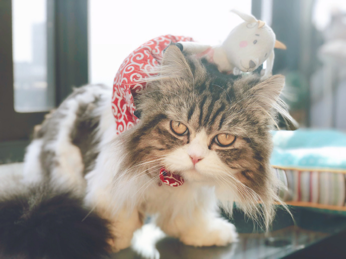 被猫抓伤确诊猫抓病,被猫咪抓了会得猫瘟吗