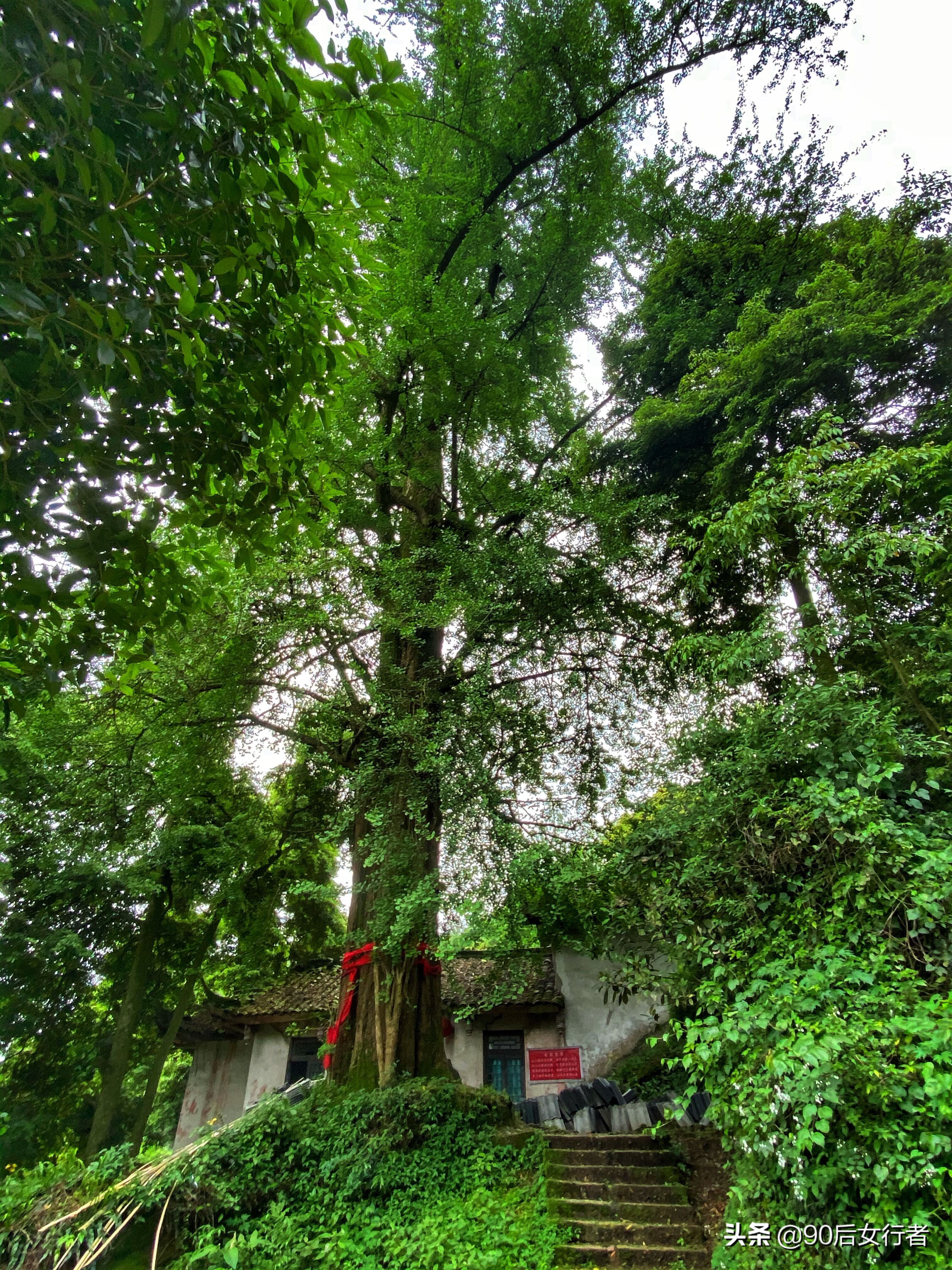 探寻青城山,探秘青城山神仙洞怎么走