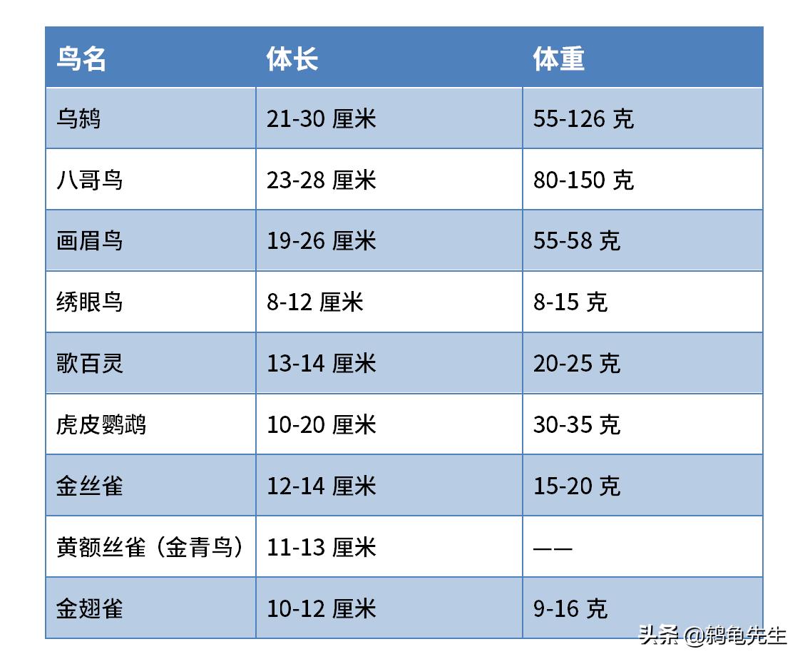 乌鸫为什么会往人头上拉屎,乌鸫为什么会往人身上拉屎