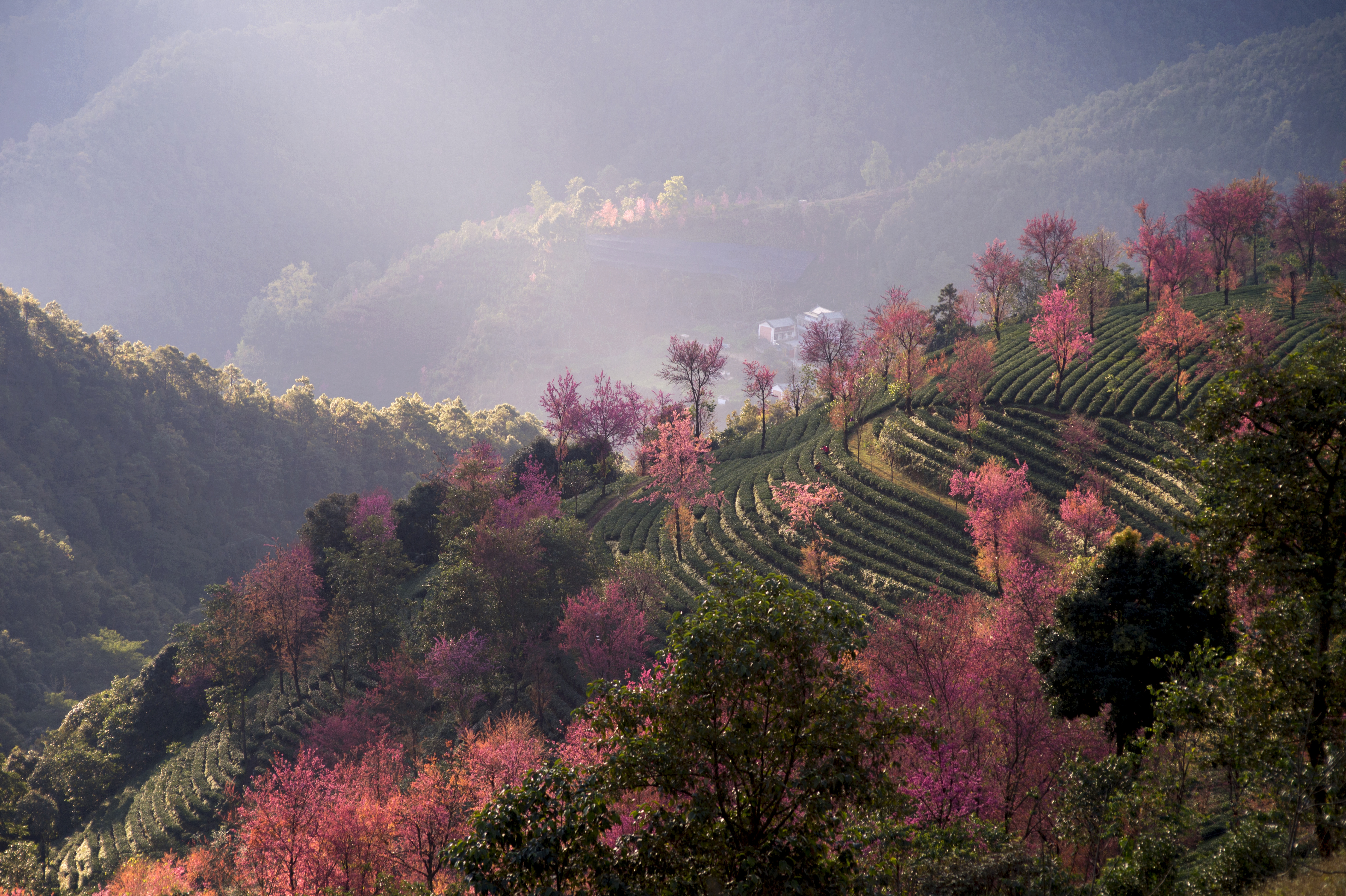 2023腾冲看银杏最佳时间,腾冲看银杏树旅游攻略