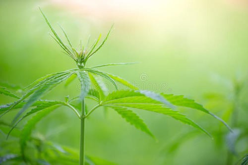 赶上国内圣秋波CBD的热潮，我们先美一步