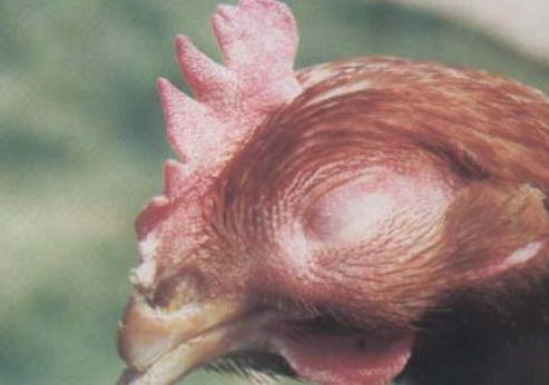 鸡群鸡冠肿了眼睛也肿了是什么病,鸡拉白痢脸肿是怎么回事