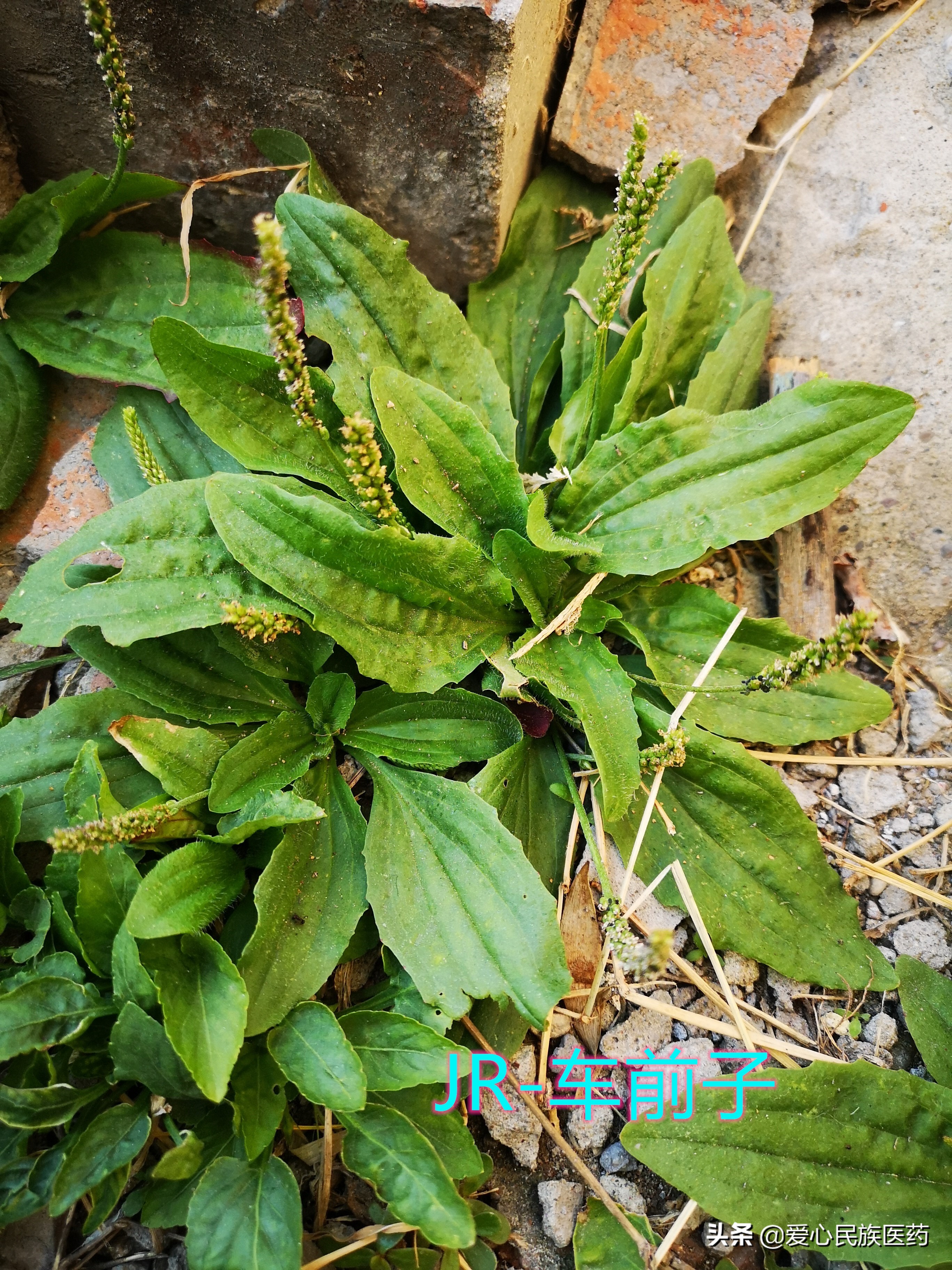 农村草药车前子,适合树下面种植的中药材