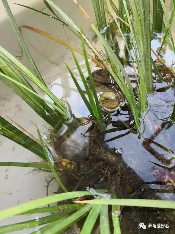 龟类怎么预防水霉病,龟得水霉怎么治疗