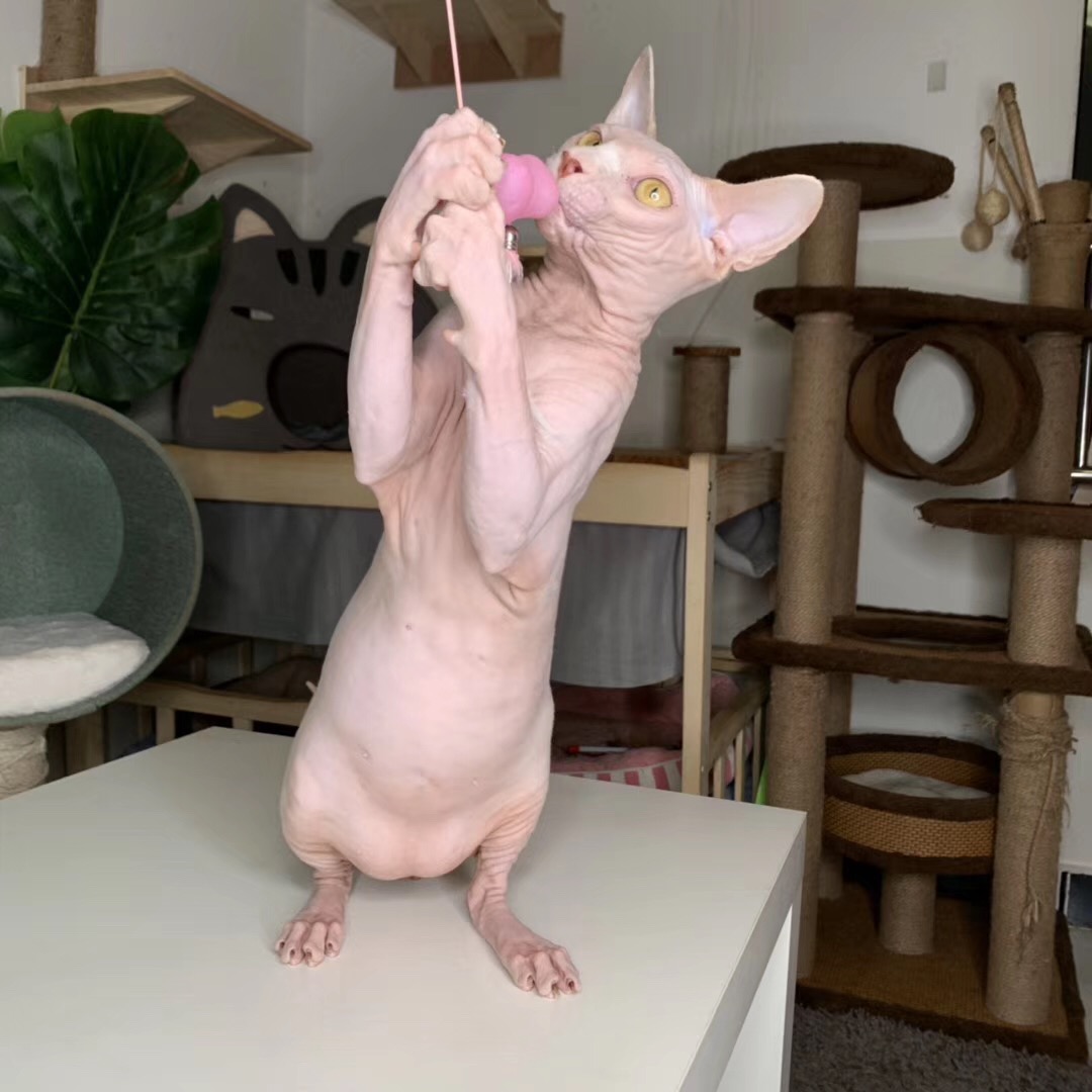 养猫科普如何读懂猫咪的情绪,养猫关注哪些