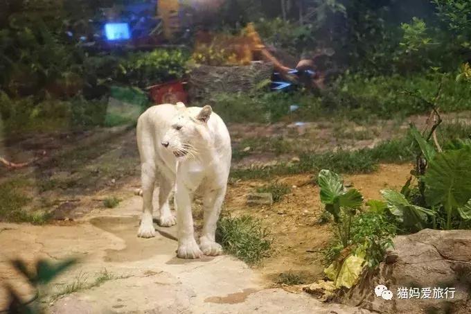 广州长隆野生动物园全程步行攻略,2天游玩广州长隆野生动物园攻略