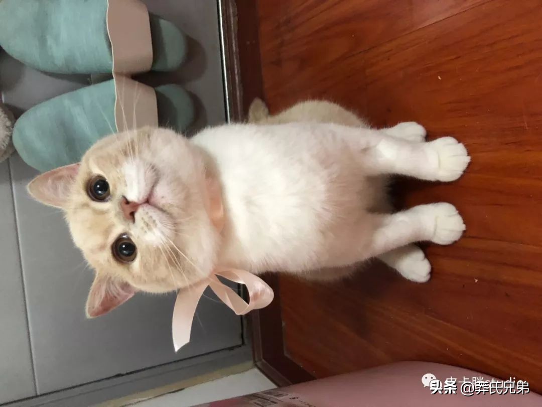 可爱小奶猫刚生出成长日记,一只小奶猫的成长过程