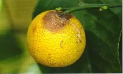 柑橘落果病害图谱大全,柑橘树的果树病害图谱