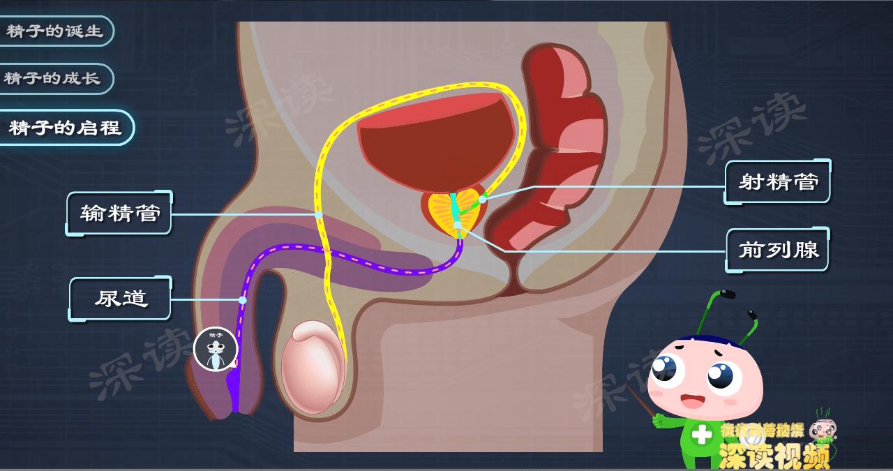 为啥会得附睾炎,附睾炎什么症状说明已经影响生育