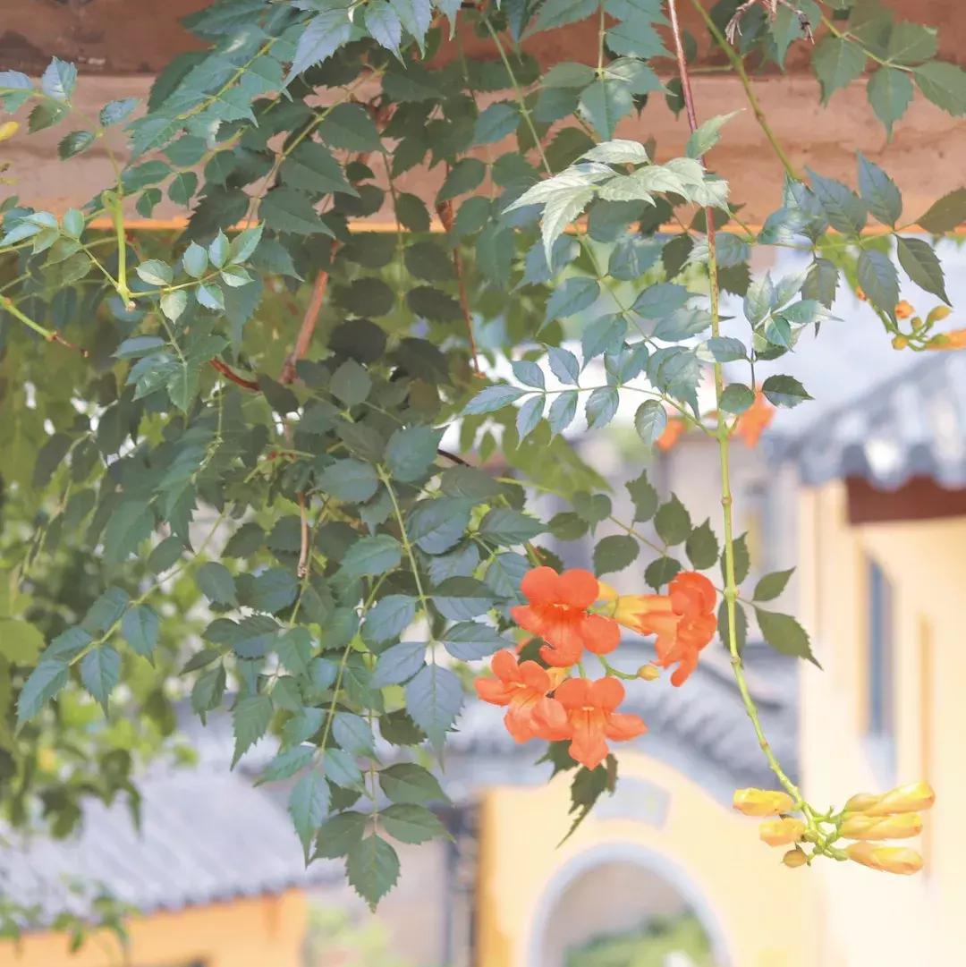 灵谷寺萤火虫7月,灵谷寺萤火虫目前还有吗