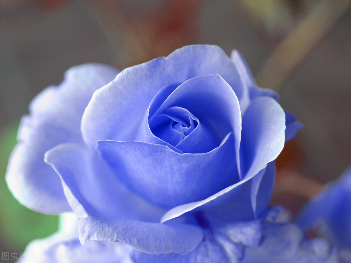 玫瑰花送几支寓意什么意思,玫瑰花送几朵代表的意思