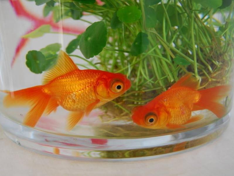 适合学生党养的宠物要便宜又可爱,适合学生党养的宠物便宜好养