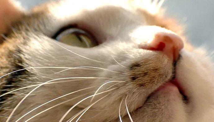 猫咪胡子从根部脱落什么原因,猫咪胡子弄掉了怎么办