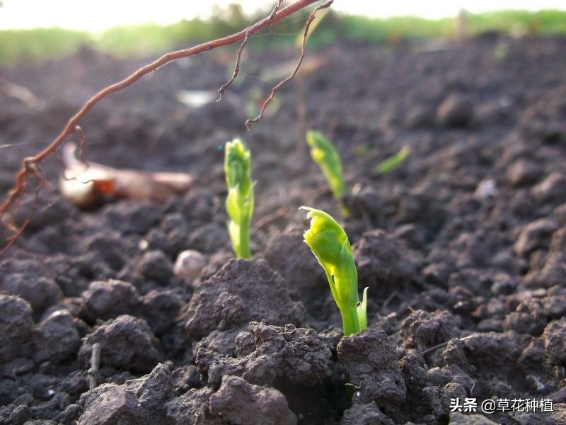 豌豆生长对氮磷钾的要求,野豌豆能对土壤起到固氮作用吗