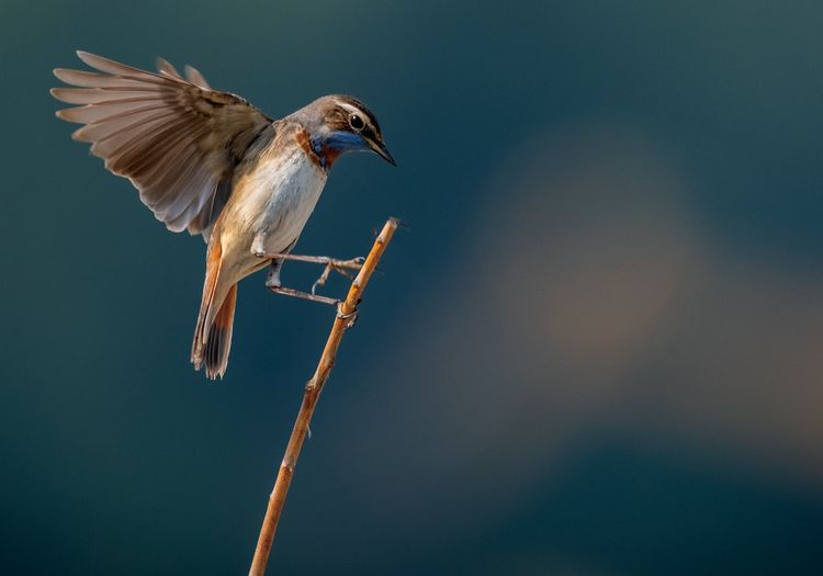 情人岛拍摄地点,情人岛航拍视频