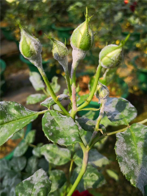 月季花得了黑斑病怎么办,月季花主枝长白粉病如何处理