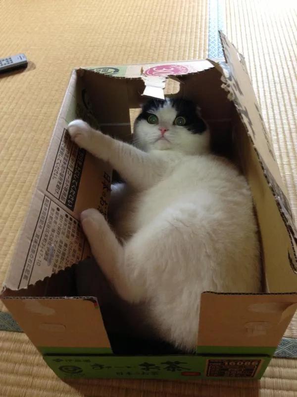 被猫咪不小心抓到该怎么教训猫,猫咪一直抓门可以教训一下吗