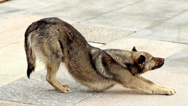 狗狗尾巴动作代表的含义,狗狗的尾巴动作代表的含义