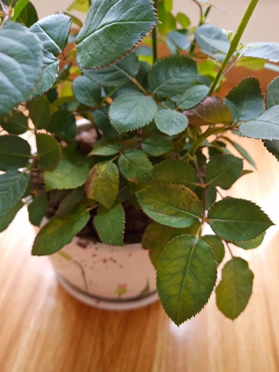 绿萝文竹总发黄1招让它绿油油,植物叶子全部发黄怎么办