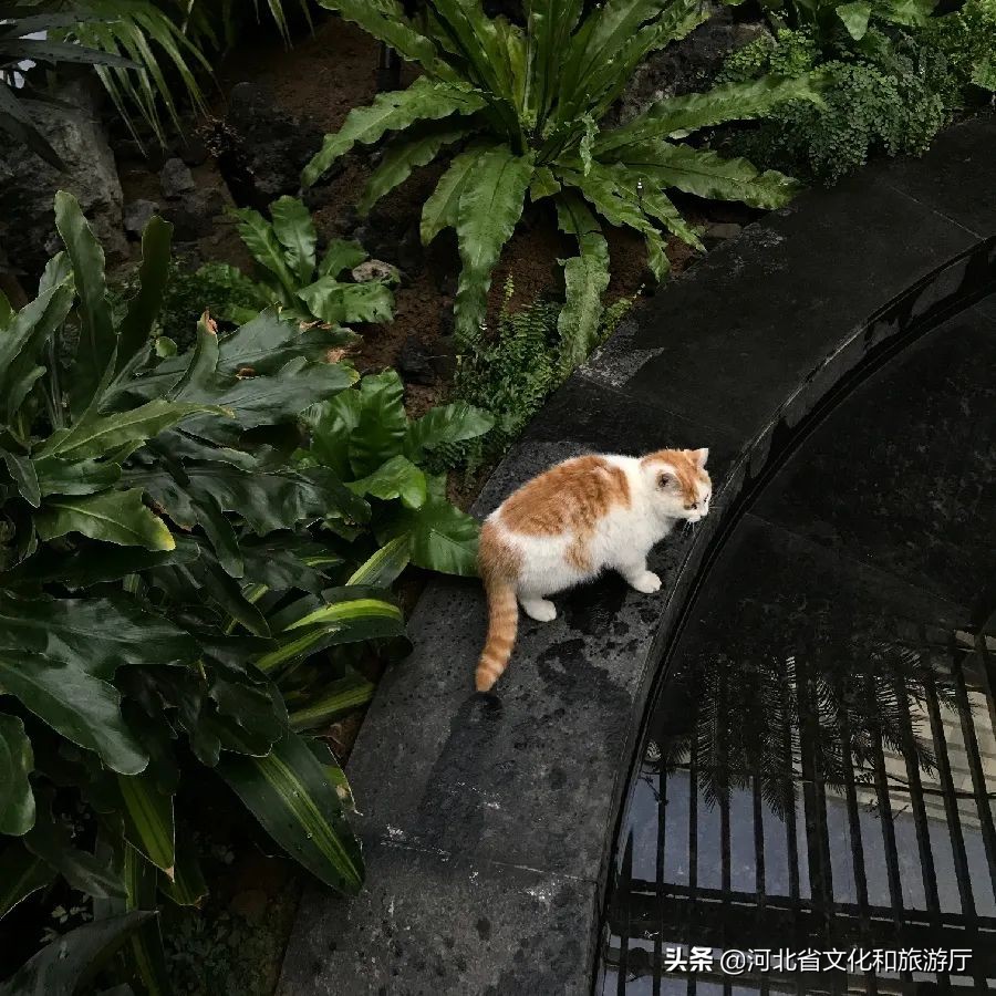 河北一日游温泉推荐,一日游推荐河北周边冬天