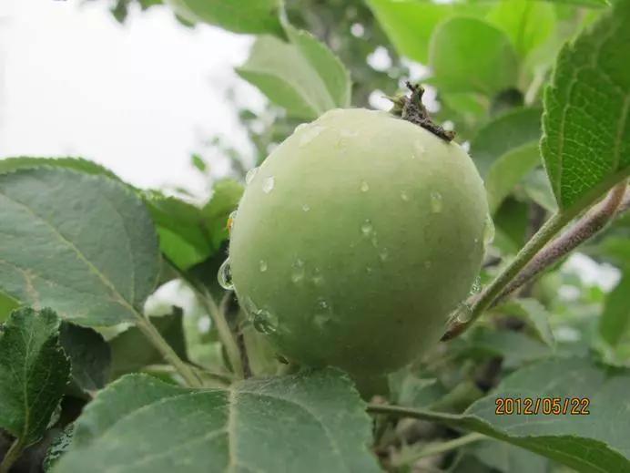 苹果树病虫害防治视频,苹果树病虫害防治药