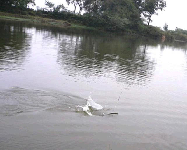 一种神奇钓法世代相传能钓各种鱼,四川钓谷麦的正确方法