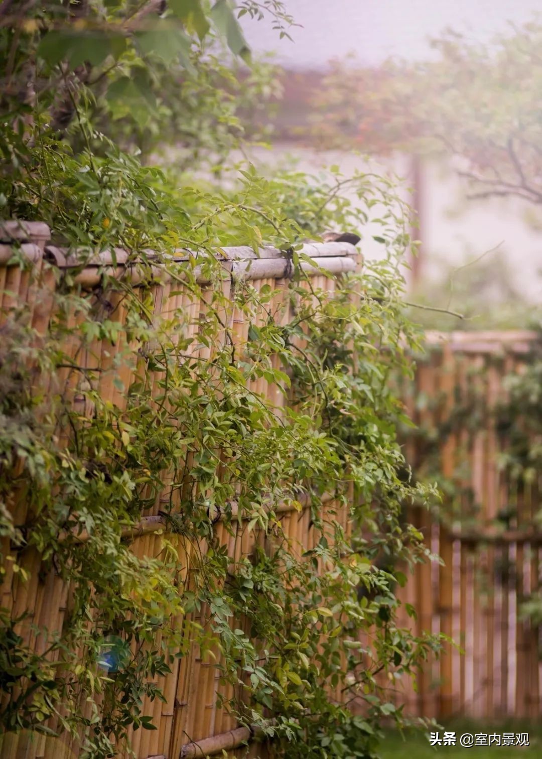 小小庭院美到极致,富有禅意的中国式庭院