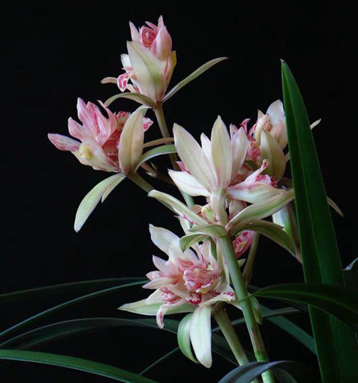 建兰富山奇蝶怎么不开花,富山奇蝶兰好养吗