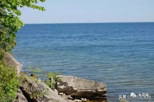 藻类图谱,水体藻类图谱和名称