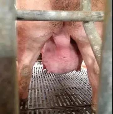 母猪产前乳房水肿的治疗方法,母猪乳房水肿的原因及防治措施