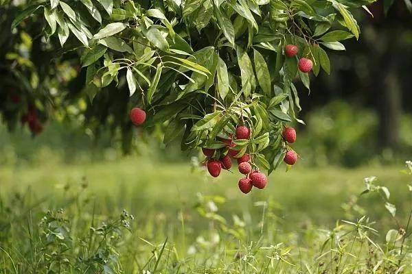 茂名荔枝的前世今生，果大肉脆汁多清甜，最好吃的还是桂味荔枝