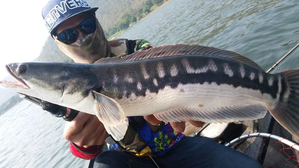 狮子鱼为何在美国泛滥成灾,蛇头鱼在中国为什么不泛滥