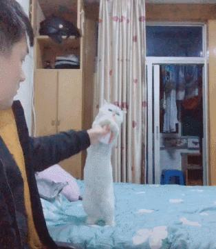 “液体”做的猫究竟可以拉多长?得知真相后,网友纷纷直言:变态