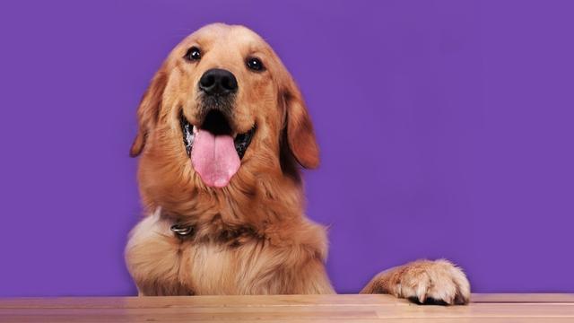 宠物店常见的宠物狗有哪些,宠物店不建议养的狗类