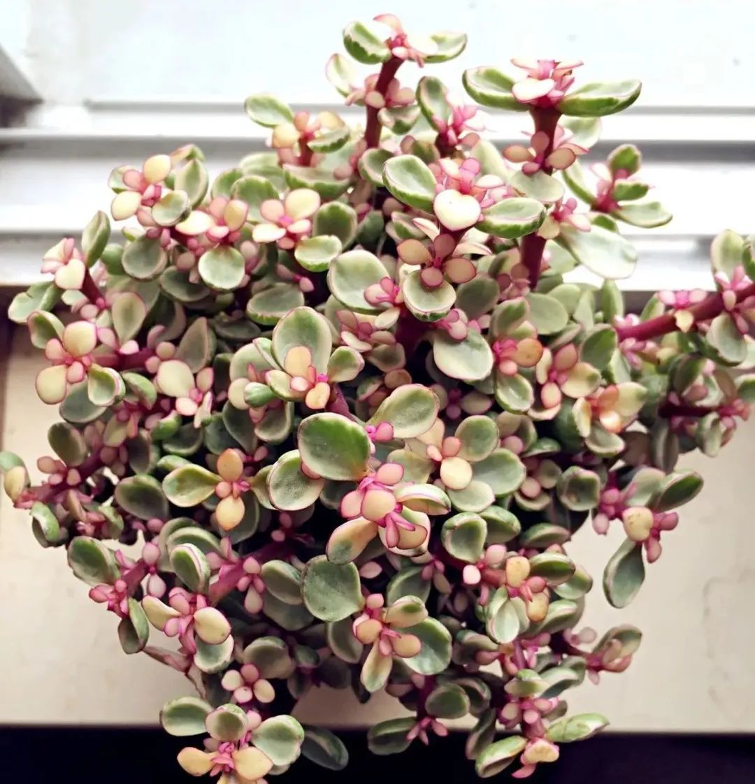 雅乐之舞多肉怎么开花,雅乐之舞多肉怎么才会开花