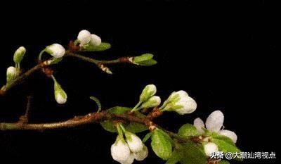 各市市花是哪些花呢,市花大全及其意义