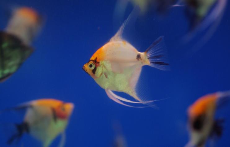 鱼缸停电怎么防止鱼缺氧,遇到停电如何给鱼缸增氧