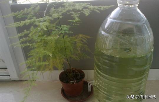 在家里怎么自制一个自动浇水装置,自制简单自动浇水神器美观