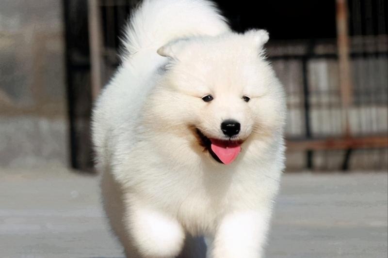 萨摩耶一生识多少主人,萨摩耶的一生