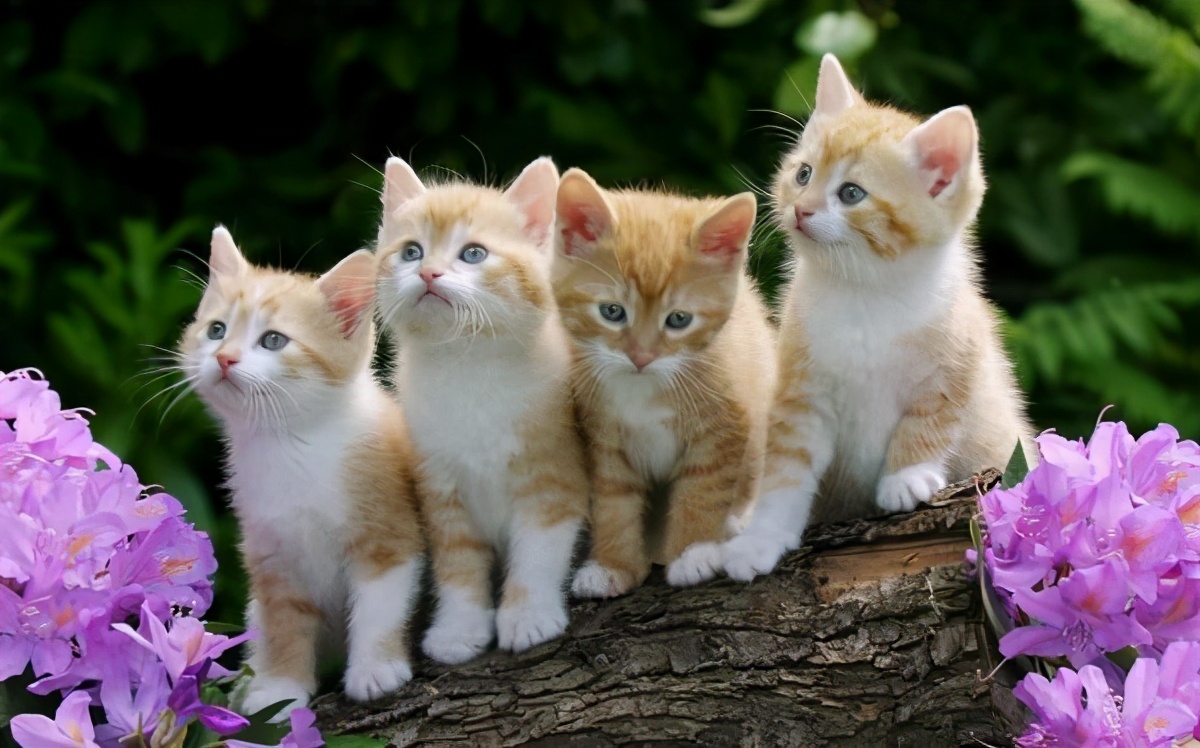 男人念念不忘的，往往是像猫一样的女人