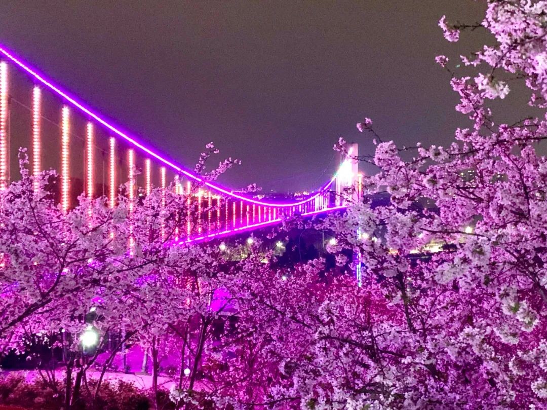 漫花庄园亿朵白樱花绚烂绽放啦，这些樱花的起源你真的知道吗？