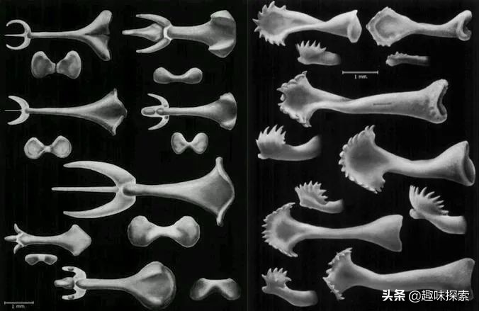 人类*亲近**存在阴茎骨,为何人类却褪去了,祖先经历了什么?