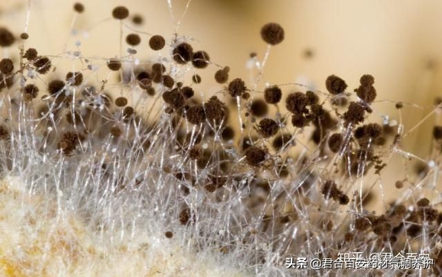 中药生虫了还可以用么,哪些中草药易发霉生虫