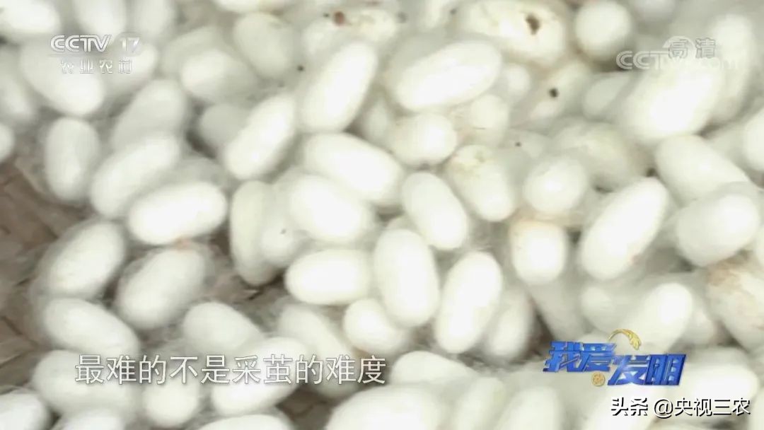 高效蚕茧脱茧机,养蚕取茧机器多少钱一台