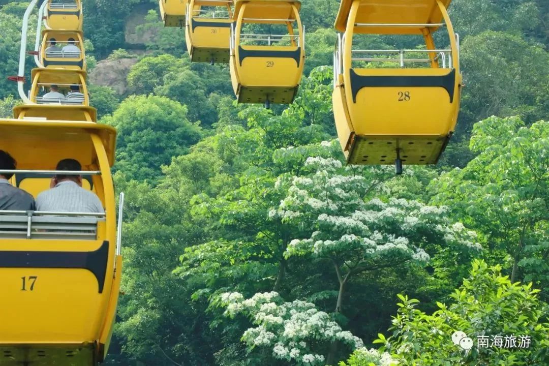 南海惊现“四月雪花”，漫山遍野桐油花开，美呆了！