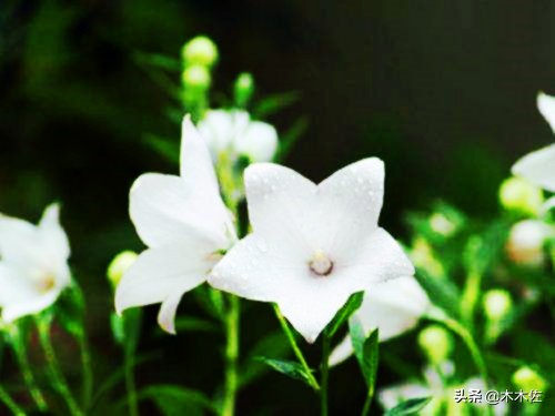 唯美桔梗花,草莓味的桔梗花