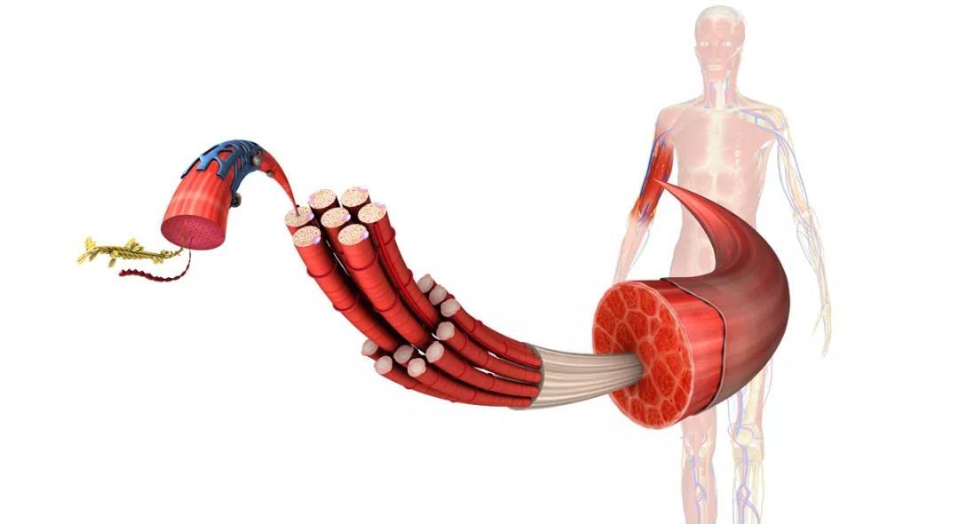 筋膜常见四个问题,筋膜的科普知识