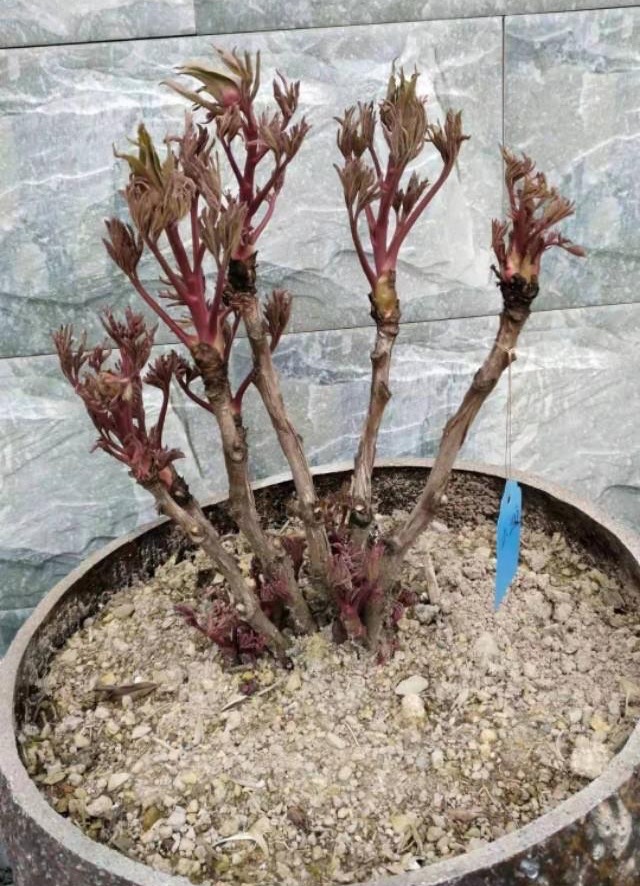 牡丹花的盆栽技术与养殖方法,牡丹花怎么栽培开花快