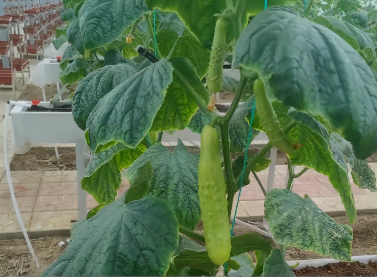 黄瓜种发芽以后徒长怎么办,家庭种黄瓜不怎么长怎么办